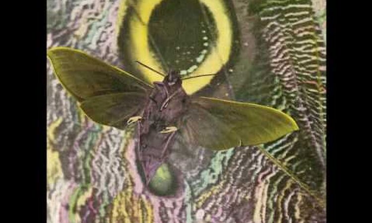 THE MOTHMEN - VEGETABLE MAN