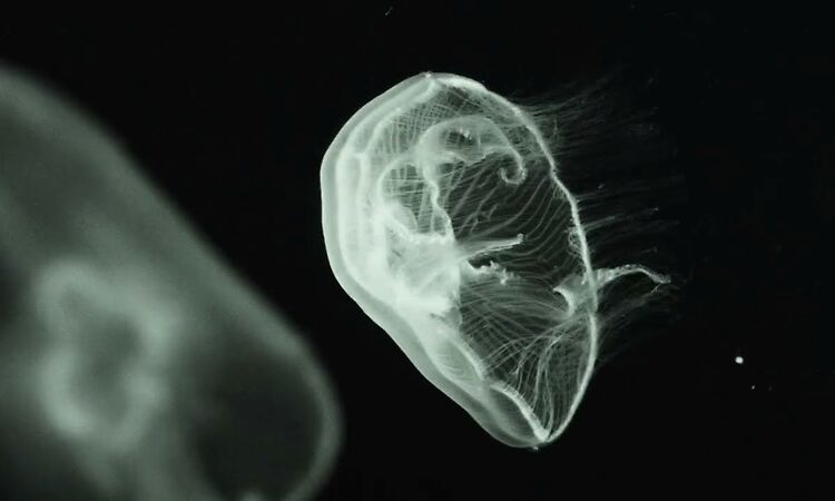 The Horrors - Lotus Eater