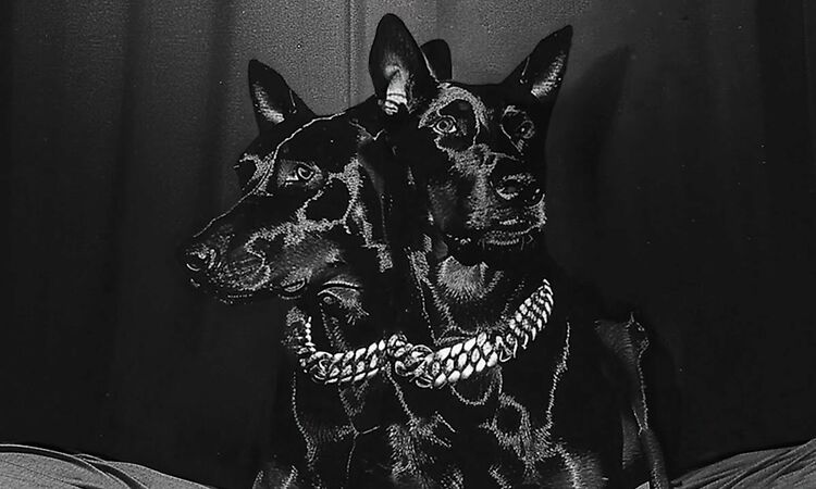 NTO ? Sofiane Pamart - Dobermann (Visualizer)