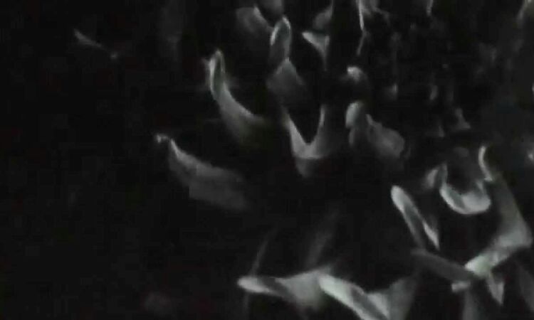 Teho Teardo - Le retour à la raison - Concorto Film Festival - 28-08-2015 - Rrose Sèlavy