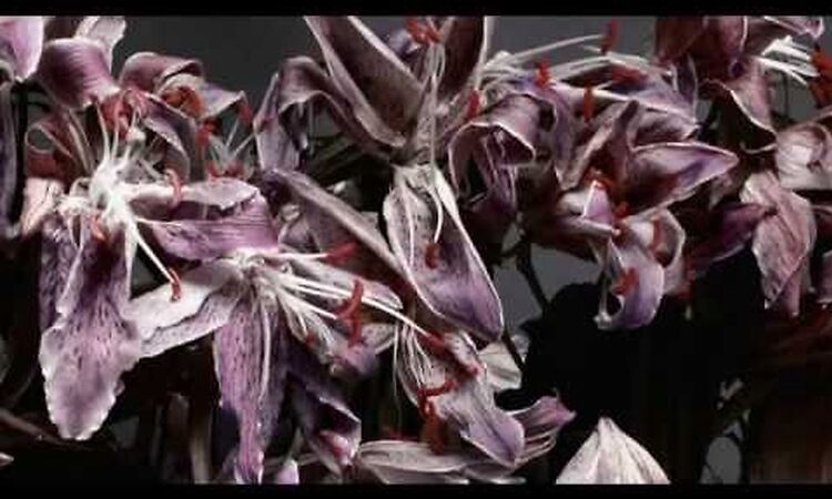 Underworld - Barking DVD: The Films (2010)