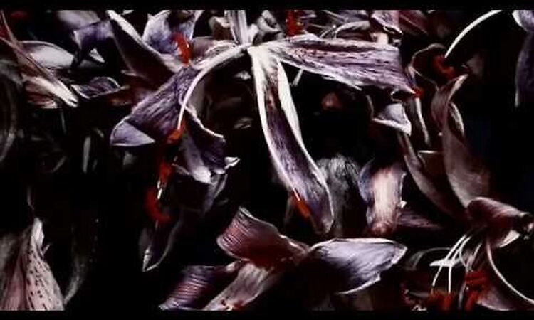 Bird 1 - Underworld Official Video