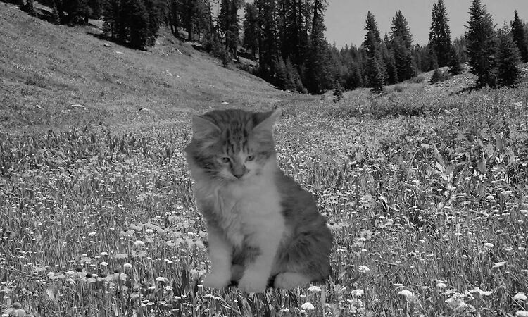 Minor Victories - Scattered Ashes (song for Richard)