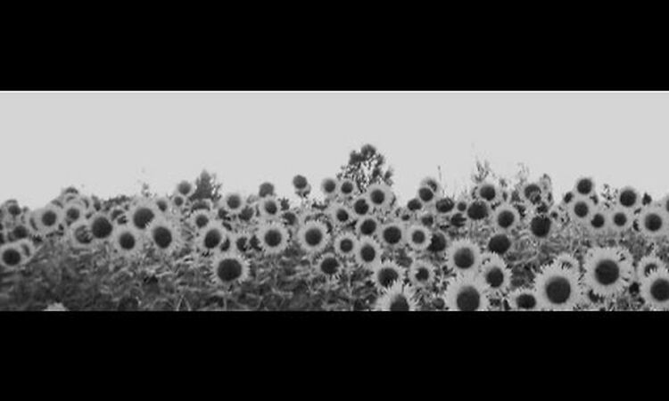 Jesu / Sun Kil Moon - A Song of Shadows