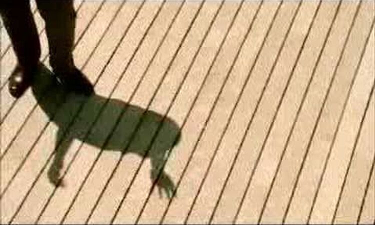 Shaun Escoffery - Days Like This