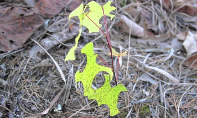 ed rush & fierce - locust