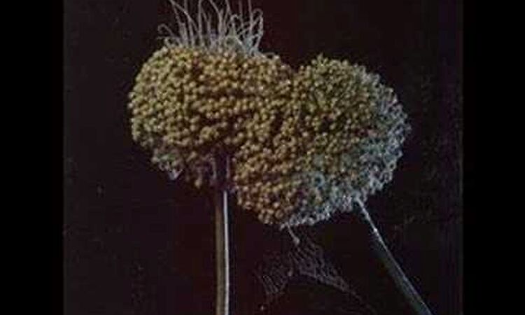 Mia - Gorky (studioversie!)